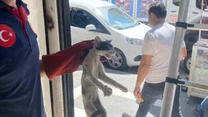 Platform arasında sıkışan kedi kurtarıldı