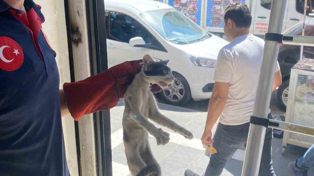 Platform arasında sıkışan kedi kurtarıldı