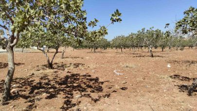 Şanlıurfa'da kayıp kadın bahçede ölü bulundu