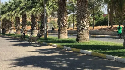 Sahipsiz köpekler Harran Üniversitesini mesken tuttu