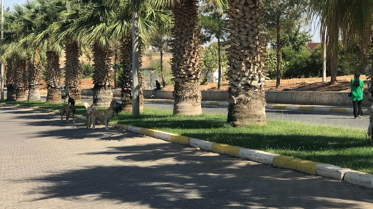 Sahipsiz köpekler Harran Üniversitesini mesken tuttu