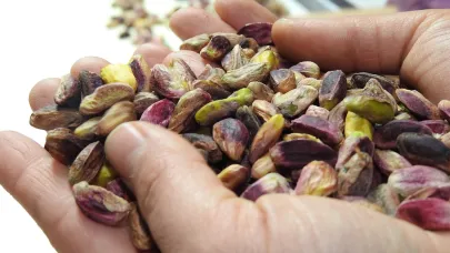 Fıstık Üreticileri Birlik Başkanı, spekülatörlere karşı uyardı
