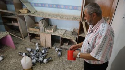 Banka kasası değil güvercin kümesi