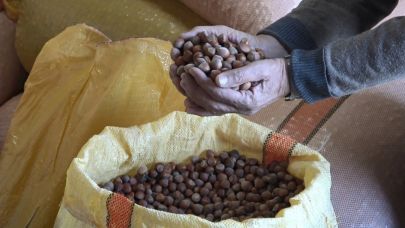 Serbest piyasada fındık fiyatları 300 liraya ulaştı