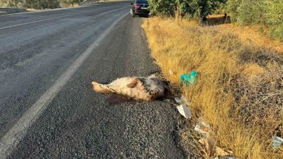 Aracın çarptığı çizgili Anadolu sırtlanı telef oldu