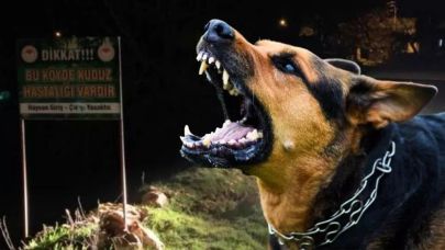 Sokak köpekleri faciaya neden oluyordu: Komşular yetişmeseydi parçalayacaklardı