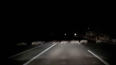 Domuzlara çarpmamak için karşı şeride geçti