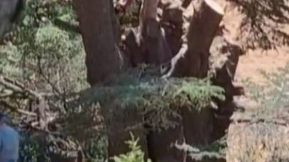 Ormanlık alanda ağaç kesen 2 kişi yakalandı