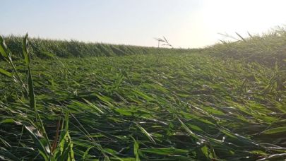 Şiddetli rüzgar Şanlıurfa’da mısır tarlalarını vurdu
