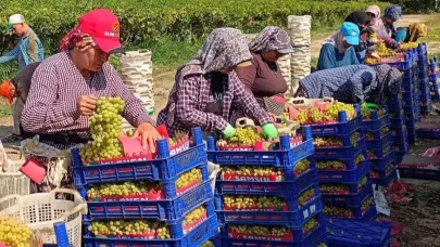 Üzüm hasadı aralıksız sürüyor