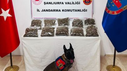 Şanlıurfa’daki uyuşturucu operasyonunda 6 kişi tutuklandı