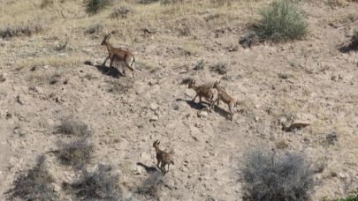 Dağ keçileri yerleşim alanına kadar geldi