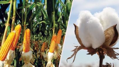 Şanlıurfa'da pamuk ve mısır biçim fiyatları belirlendi