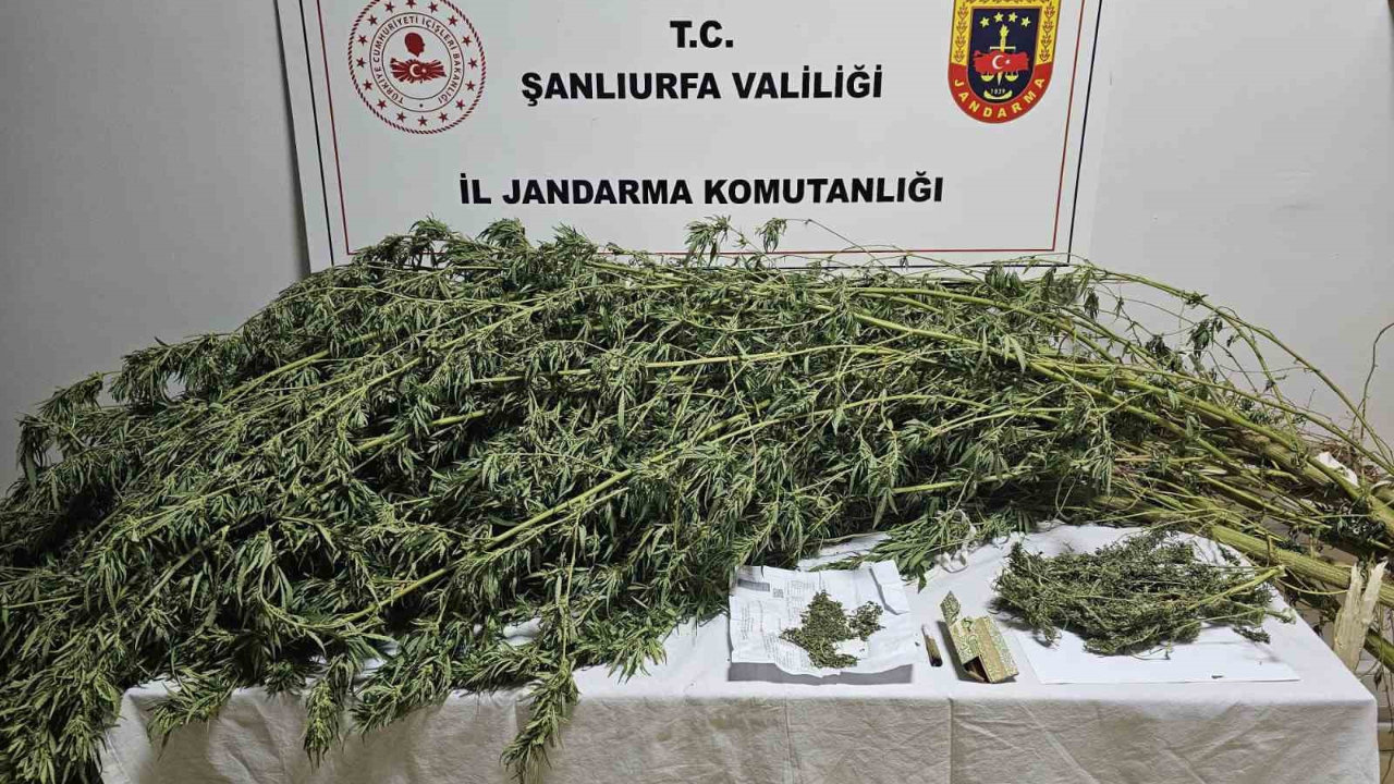 Şanlıurfa’da esrar ve kenevir bitkisi ele geçirildi
