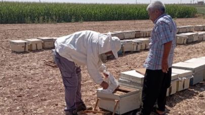 Şanlıurfa arıcılıkta yükselen merkezlerden biri oldu