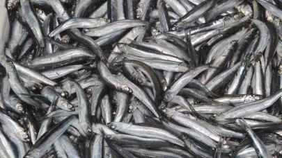 Tezgahların gözdesi ’hamsi’