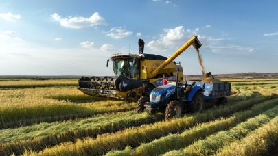 Şanlıurfa’da Karacadağ Pirinci'nin hasadına başlandı