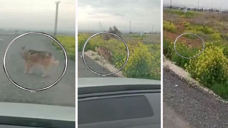 Aç kalan kurtlar şehir merkezine indi!