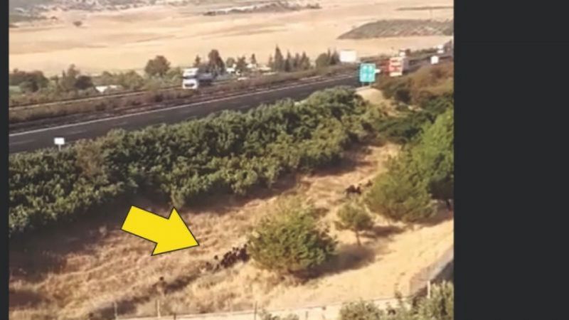 Afgan göçüne Urfa'dan bakış!
