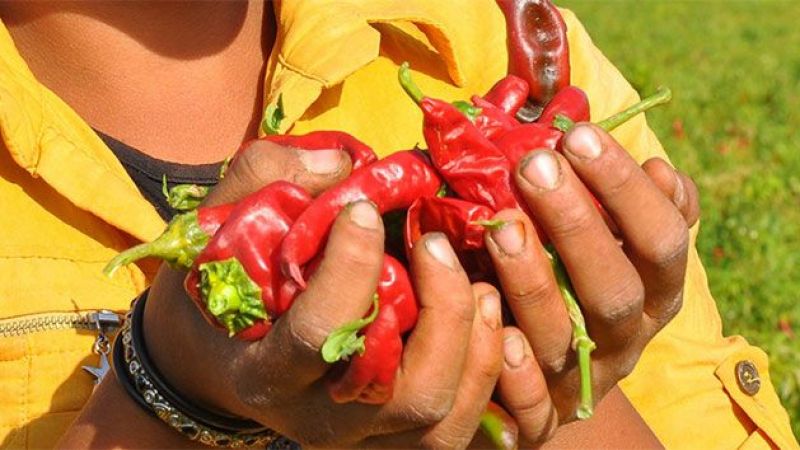 Eldeki biber acısı nasıl geçer? Biber yanığına ne iyi gelir?