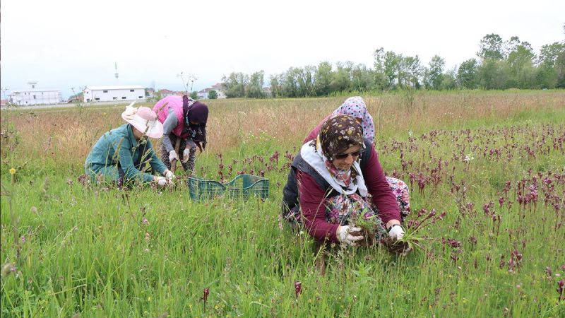 Topraktan çıkan altın: Kilosu 2 bin TL