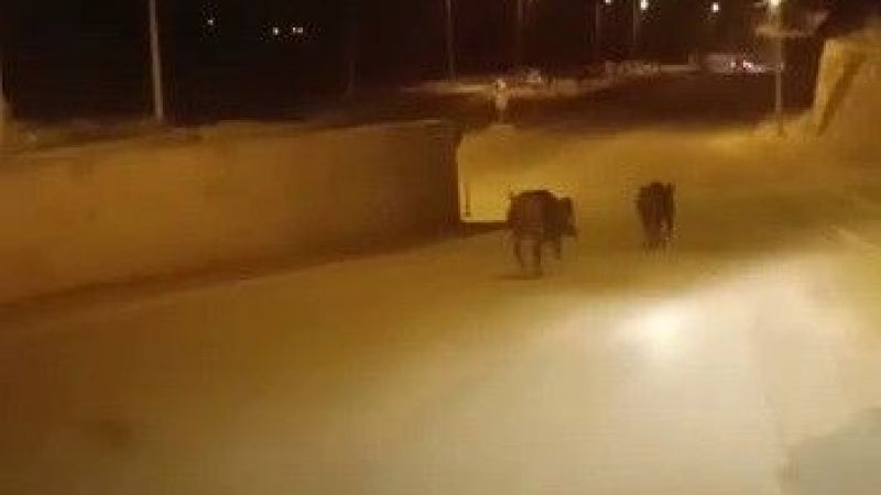 Domuzlar şehir merkezine indi