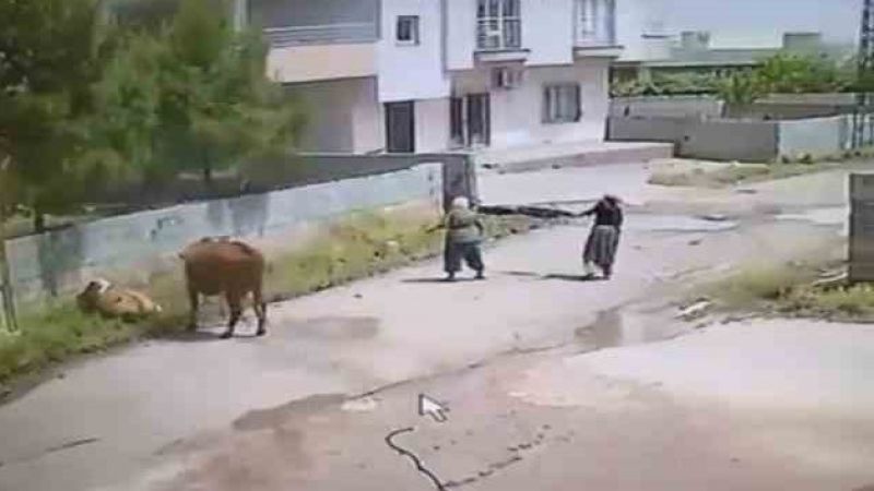 İneğin ölüme gitme anı kameraya yansıdı