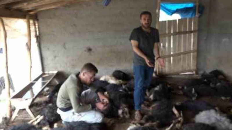 Kulp'ta sokak köpekleri ahıra girerek 70 hayvanı telef etti