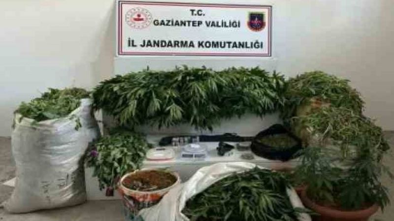 Jandarmadan dev uyuşturucu operasyonu: 23 bin 770 kök haşhaş ele geçirildi