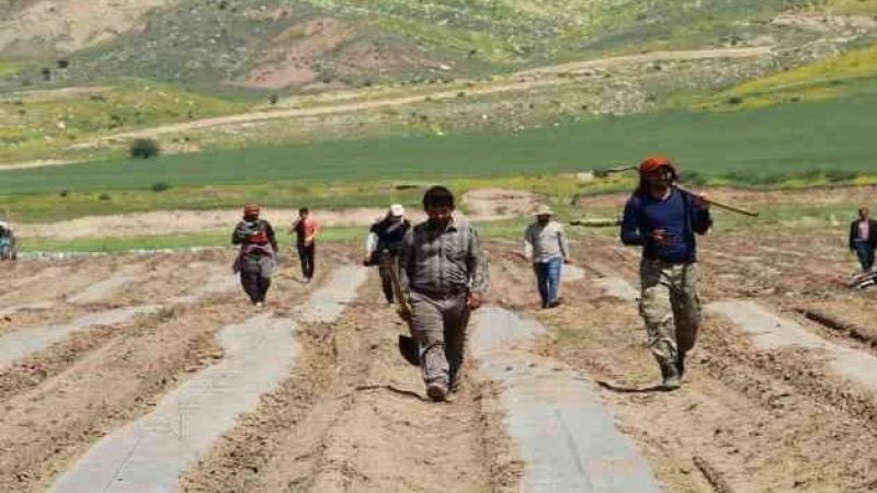 Terörün yerini huzura bıraktığı Şırnak arazileri tarımla canlanıyor
