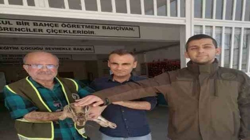 Doğada bitkin halde bulunan yaban tavşanı tedavi altına alındı
