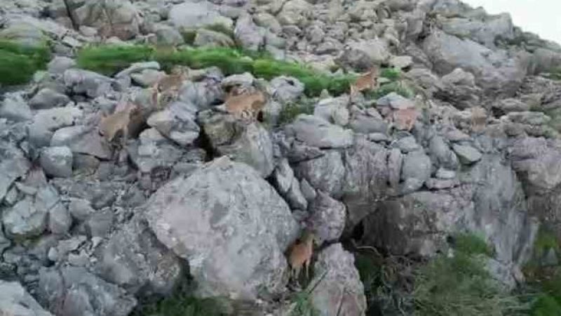 Bölgeye huzurun gelmesiyle silah sesleri yerini yaban keçilerine bıraktı