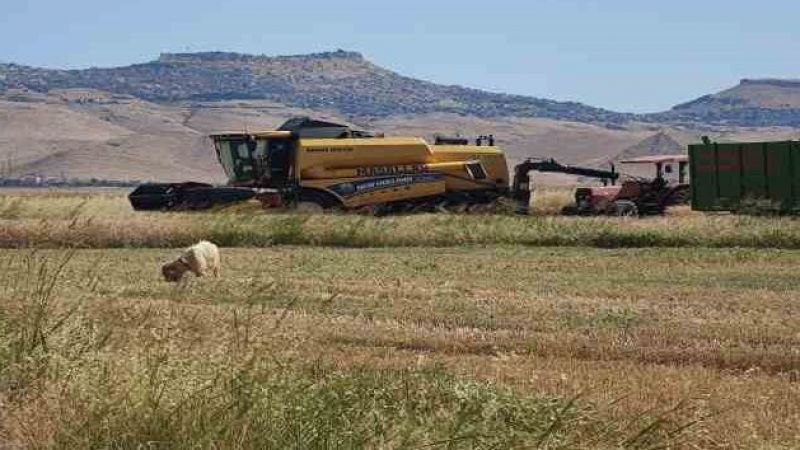 Biçerdöver operatörlerinin gurbette zorlu ekmek mücadelesi