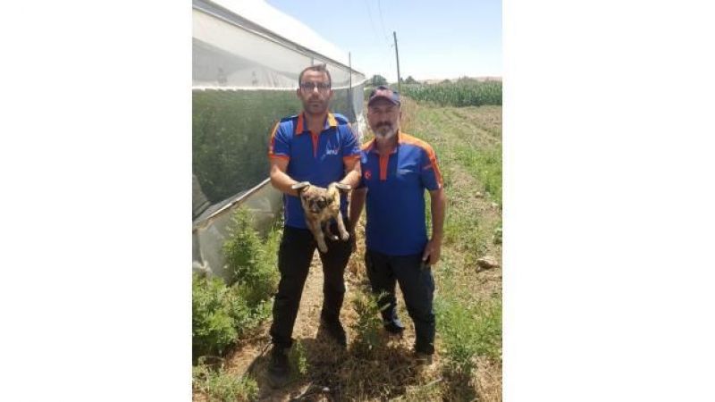 Su kuyusuna düşen yavru köpek kurtarıldı