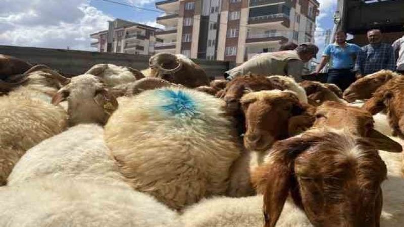 Depremde hayvanlarını kaybedenlere hayvan dağıtıldı