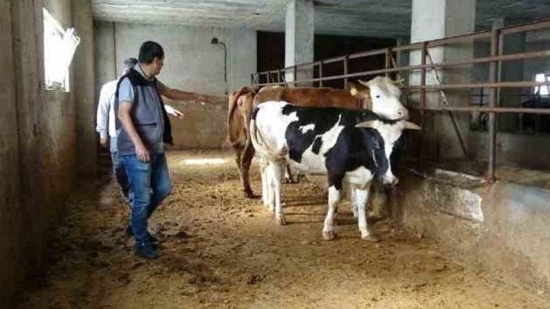 Veteriner hekim uyardı, kurbanlık alırken nelere dikkat edilmeli