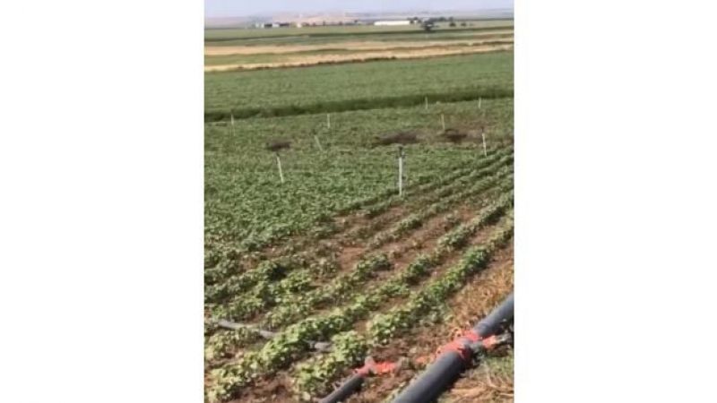 Domuz sürüsü tarladaki mahsulü ezip geçti