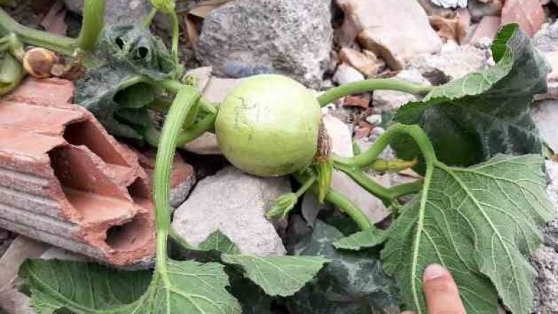 Enkazlarda yeşeren bitkiler umuda büyüyor