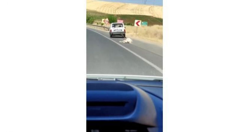 Köpeği aracın arkasına bağlayarak sürüklediler