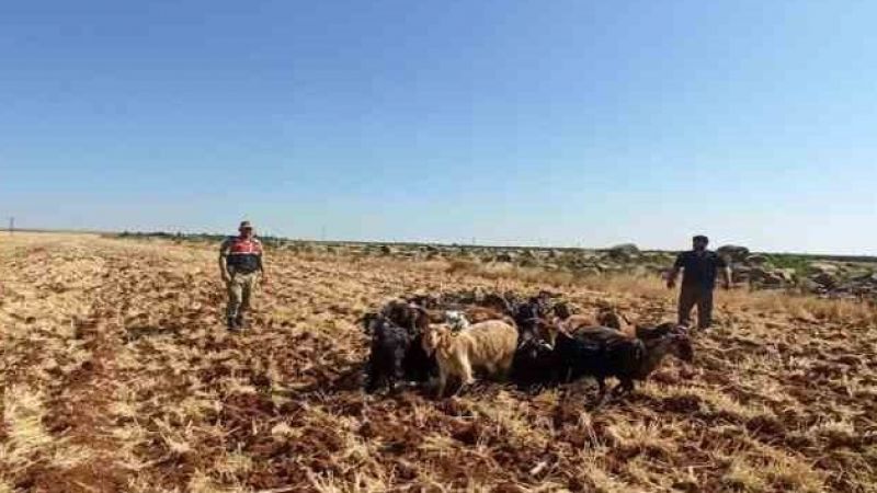 Kaybolan 15 küçükbaş hayvanı Jandarma buldu