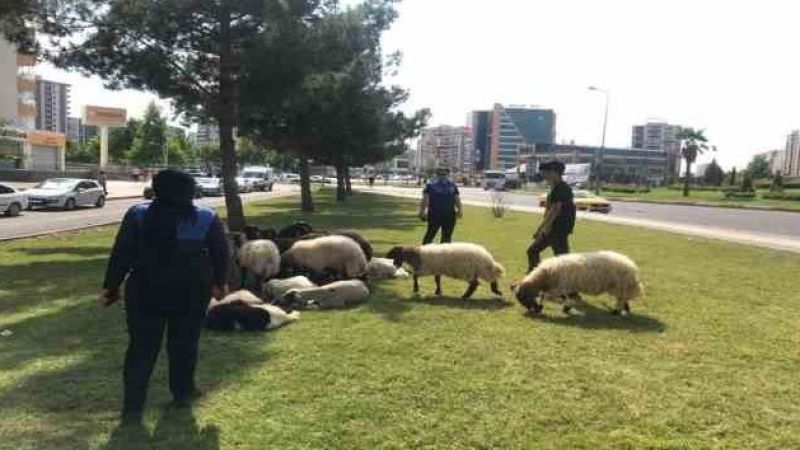 Bayram boyunca zabıta ekipleri denetim gerçekleştirdi