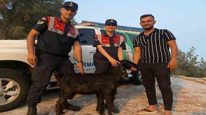 kaybolan keçiyi Jandarma buldu