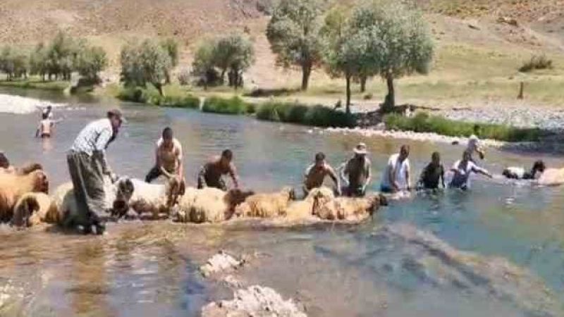 Yıllardır kuzu yıkama günü gerçekleştiriliyor