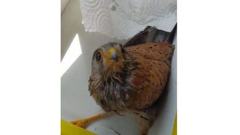 Tedavi edilen yavru atmaca doğaya salındı