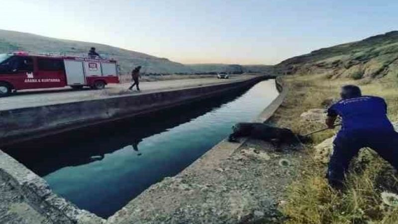 Sulama kanalına düşen domuzu itfaiye ekipleri kurtardı