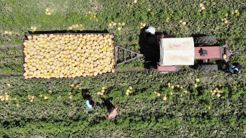 Yüz güldüren hasat: Kavun tarlada 11 TL'den alıcı buluyor