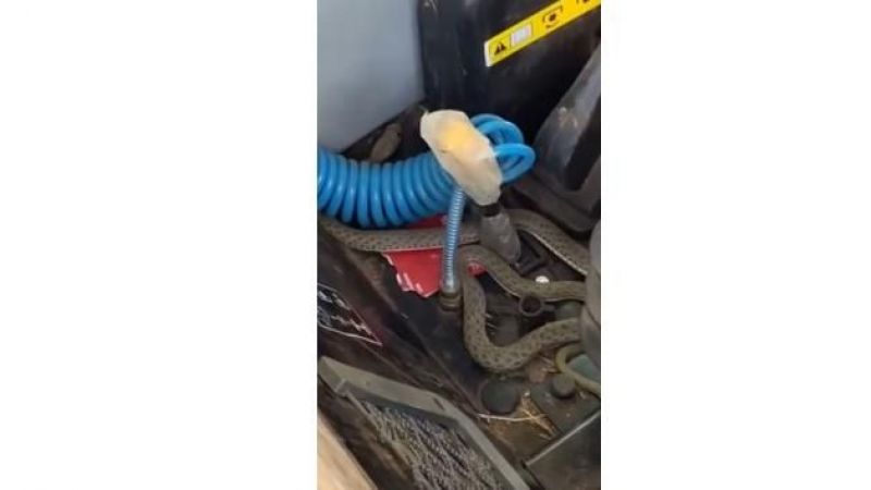 Tarlada çalışan traktöre giren yılan korku dolu anlar yaşattı