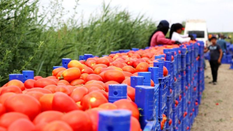 Turfanda domateste hasat sürüyor, 115 bin ton rekolte bekleniyor