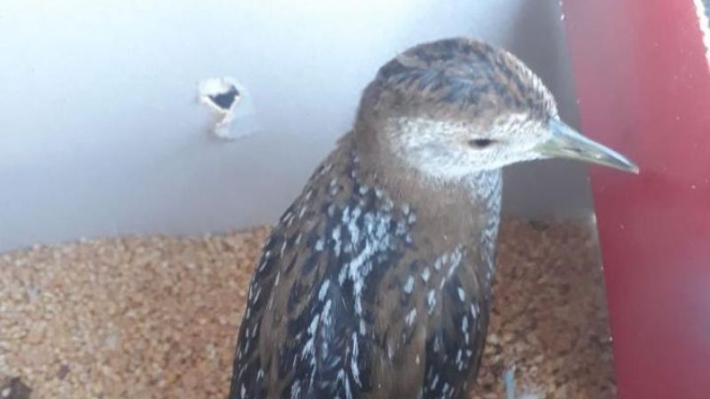 Şanlıurfa'da bitkin halde bulunan benekli su tavuğu tedavi edildi