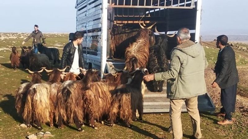 Urfa'da çaldılar, Diyarbakır'da yakayı ele verdiler